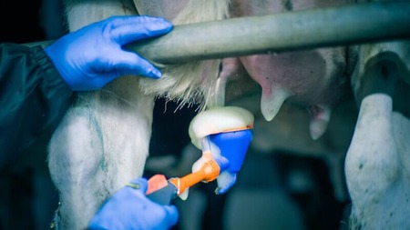 Средства по обработке вымени после доения. На что обратить внимание и как выбрать.