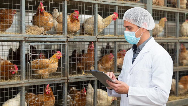 Грипп птиц за границей — угроза для России: что делать сельхозпроизводителям уже сегодня?