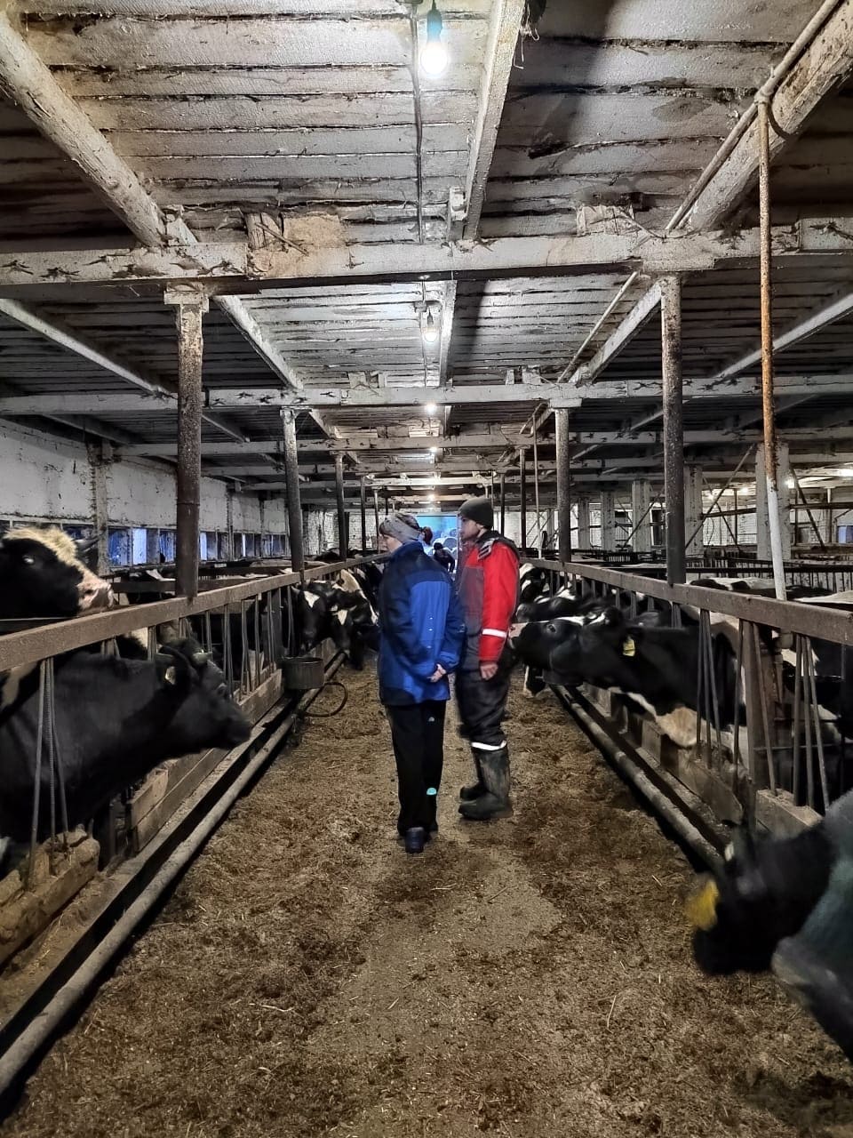 Аудит молочных ферм специалистами компании Аудит молочных ферм специалистами компании