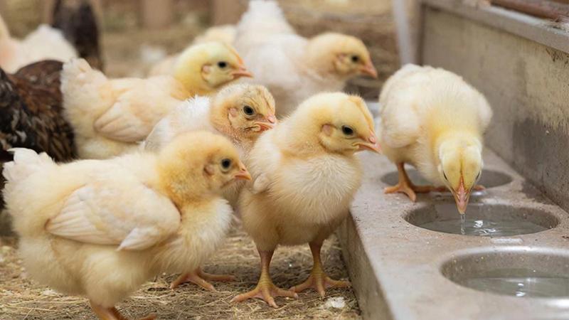 Обеззараживание питьевой воды для птицы с помощью «ЭКОВЕТ-Н»