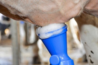 Опыт применения средств ЭКОХИММАШ для обработки вымени ДО и ПОСЛЕ доения на молочной ферме